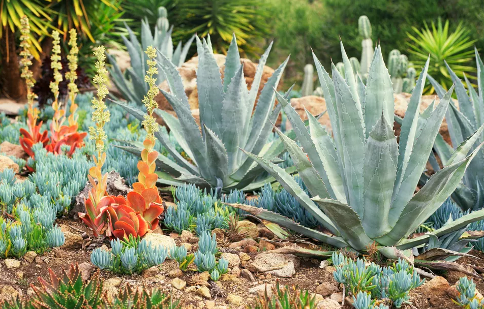 Las mejores suculentas de bajo mantenimiento para cultivar al aire libre