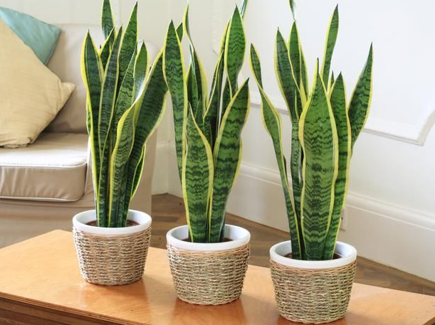 Lengua de suegra  Planta Sansevieria: hechos y curiosidades