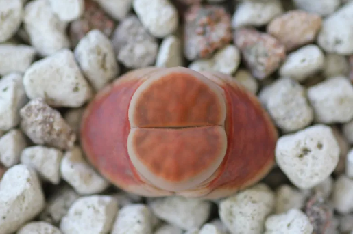 Lo que necesita saber para mantenerlos con vida tus Lithops