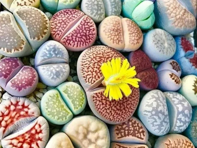 Piedras vivas: Lithops