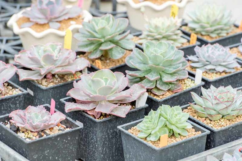 Planta Echeveria : Información de plantas suculentas