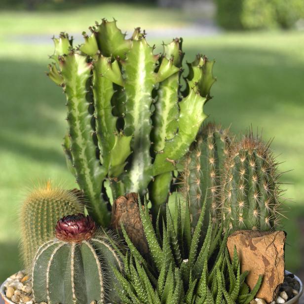 PLANTAS SUCULENTAS Y CACTUS : Las diferencias entre ellas