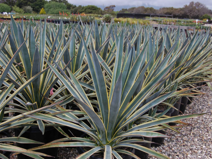 Suculenta agave