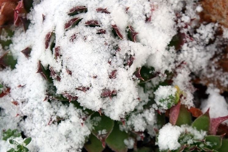 Suculentas de invierno