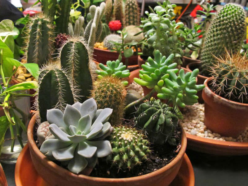 SUCULENTAS Y CACTUS