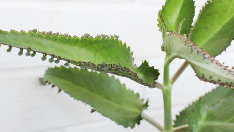 Tipos de kalanchoe medicinal