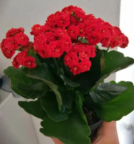 Tipos de Kalanchoe