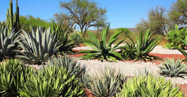 Tipos de plantas de agave para el jardín