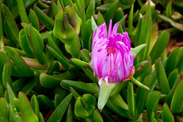 Tipos de suculentas con flores