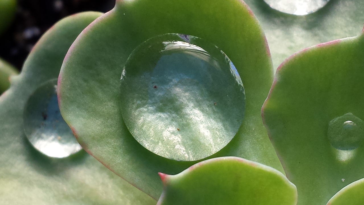 Qué hacer si tus suculentas están muriendo por falta o exceso de agua