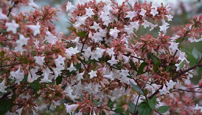 Abelia. Origen, Descripción, Cultivo, Cuidados, Propiedades