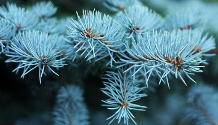 Abeto Azul. Origen, Descripción, Cultivo, Cuidados, Propiedades