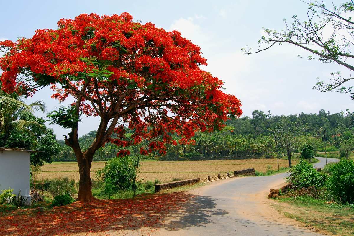 Acacia Carbonero Rojo. Origen, Descripción, Cultivo, Cuidados, Propiedades