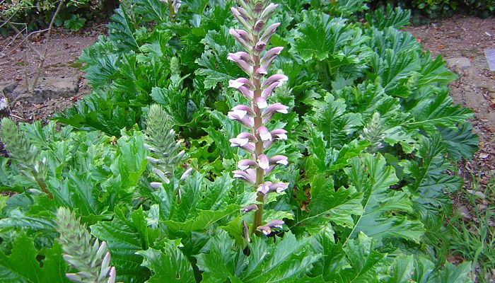 Acanthus Mollis. Origen, Descripción, Cultivo, Cuidados, Propiedades