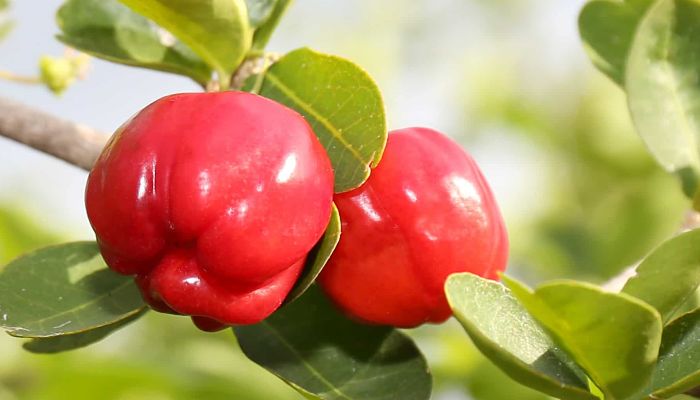 Acerola. Origen, Descripción, Cultivo, Cuidados, Propiedades