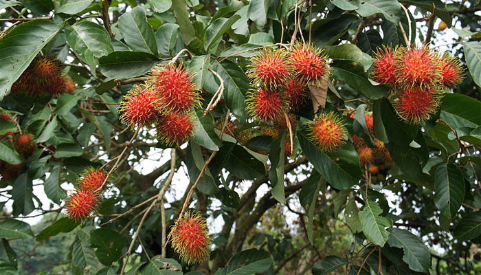 Achotillo (Nephelium lappaceum). Origen, Variedades, Cultivo, Cuidados Y Usos