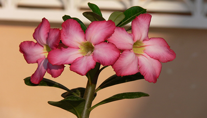 Adeno. (Rosa Del Desierto) | Origen, Descripción, Cuidados y Usos