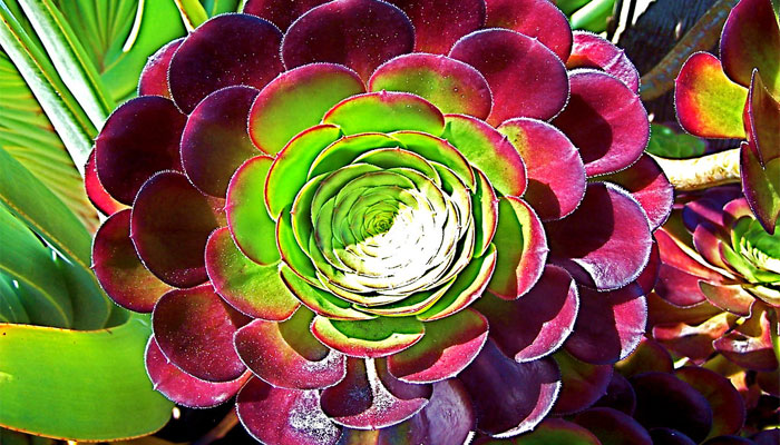 Aeonium. Origen, Descripción, Variedades, Cultivo, Cuidados Y Usos