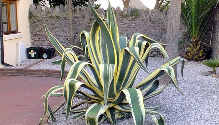 Agave Americana. Origen, Descripción, Variedades, Cultivo Y Usos