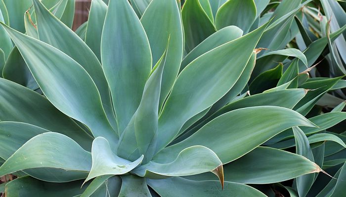 Agave. Origen, Descripción, Cultivo, Cuidados, Propiedades