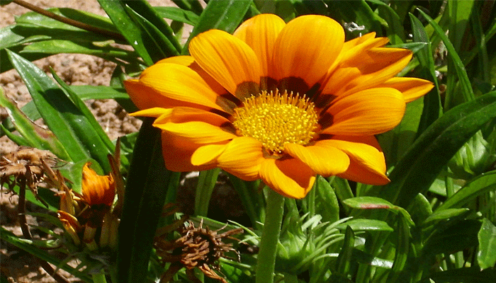 Agazania  o Gazania. Origen, Descripción, Variedades, Cultivo, Cuidados Y Usos