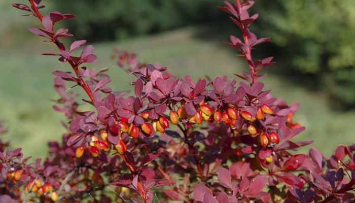 Agracejo Japonés. Origen, Descripción, Cultivo, Cuidados, Propiedades