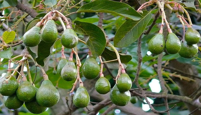 Aguacate. Origen, Descripción, Variedades, Cultivo, Cuidados Y Usos