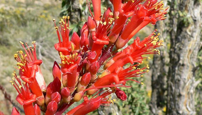 Albarda. Origen, Descripción, Cultivo, Cuidados, Propiedades.