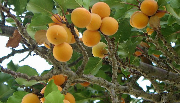 Albérchigo. Origen, Descripción, Cultivo, Cuidados, Propiedades.