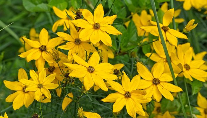 Alcachofa De Jerusalén. Origen, Descripción, Cultivo, Cuidados, Propiedades