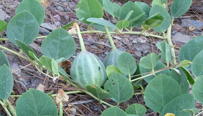 Alcaparrera. Origen, Descripción, Variedades, Cultivo, Cuidados Y Usos