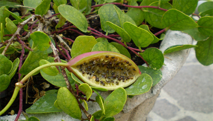 Alcaparro (Capparis spinosa). Origen, Descripción, Variedades, Cultivo, Cuidados