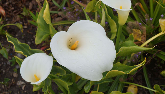 Alcatraz (Zantedeschia aethiopica). Origen, Descripción, Variedades, Cultivo, Cuidados Y Usos