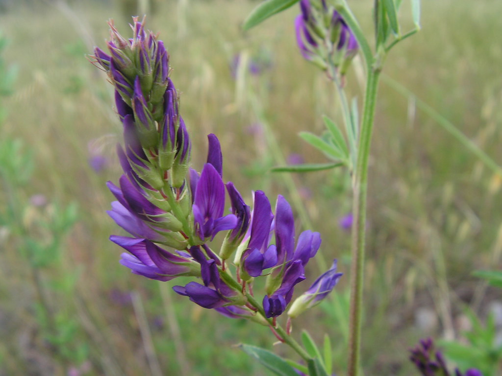 Alfalfa: fotos, tipos, significado, características, imágenes