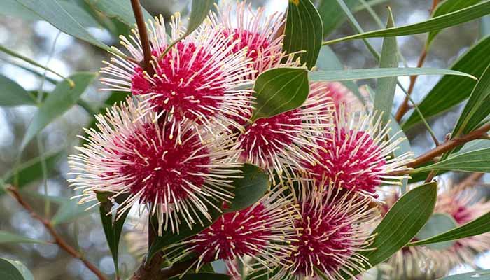 Alfiletero (Hakea Laurina). Origen, Descripción, Variedades Y Cultivo