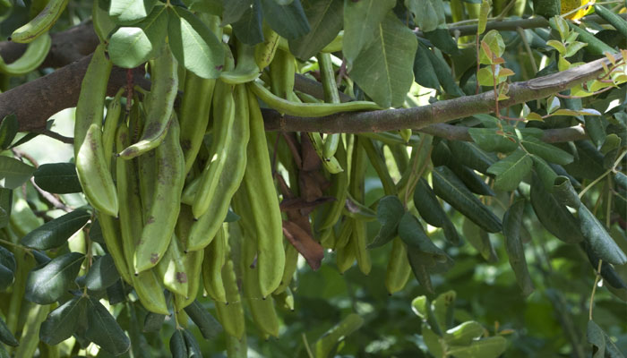 Algarroba. Origen, Características, Variedades, Cultivo, Cuidados Y Usos