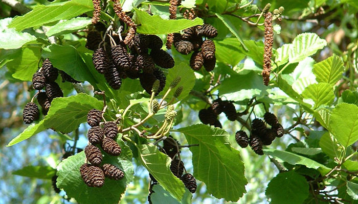 Aliso (Alnus Glutinosa). Descripción, Hábitat, Cultivo Y Usos