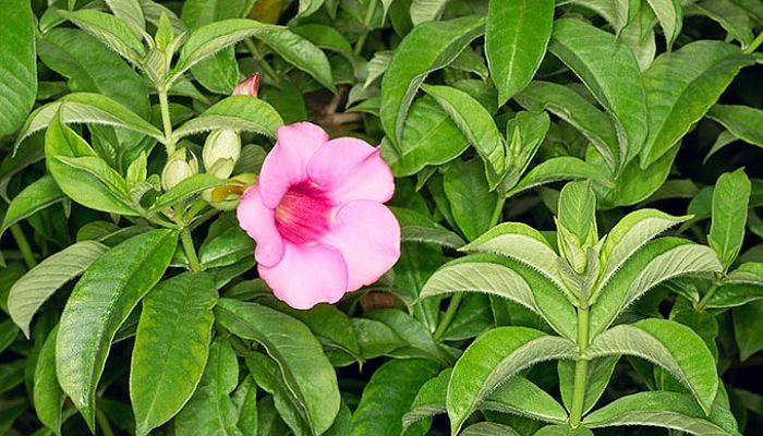 Allamanda Púrpura. Origen, Descripción, Cultivo, Cuidados, Propiedades