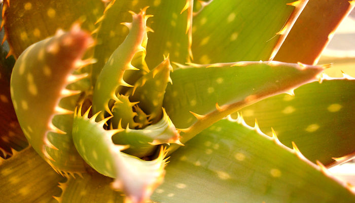 Aloe Feroz. Origen, Descripción, Cultivo, Cuidados, Propiedades