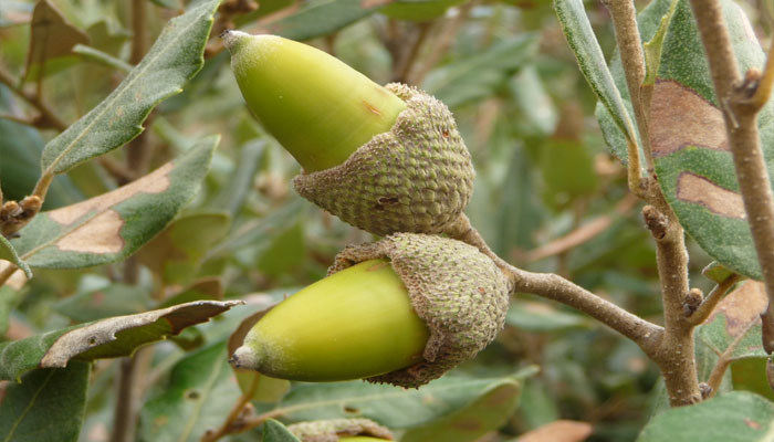 Alsina (Quercus ilex). Origen, Descripcion, Variedades, Cultivo y Usos