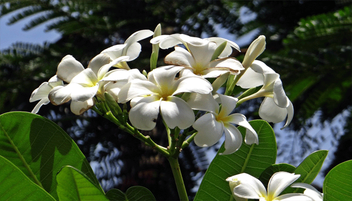 Amapola Blanca. Origen, Descripción, Variedades, Cultivo, Cuidados Y Usos