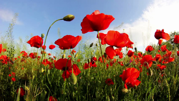 Amapolas rojas