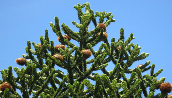 Araucaria. Origen, Descripción, Variedades, Cultivo, Cuidados Y Usos