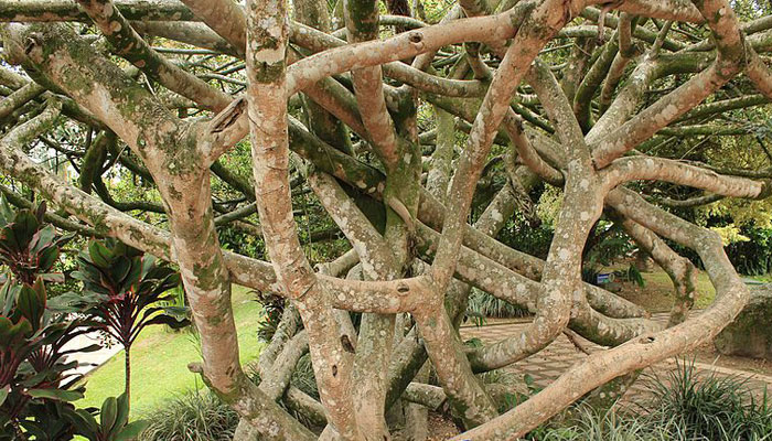 Árbol De Caucho. Origen, Descripción, Variedades, Cultivo, Cuidados Y Usos