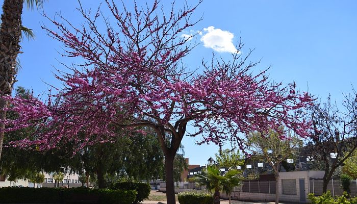 Árbol De Júpiter. Origen, Descripción, Cultivo, Cuidados, Propiedades