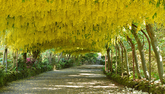 Árbol De Oro. Origen, Descripción, Cultivo, Cuidados Y usos