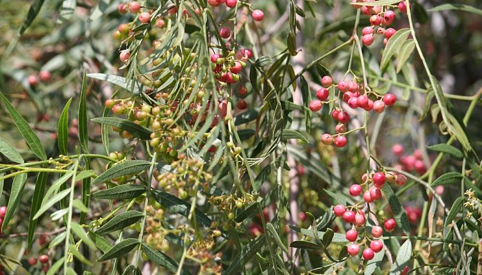 Árbol De Pimienta. Origen, Descripción, Cultivo, Cuidados, Propiedades