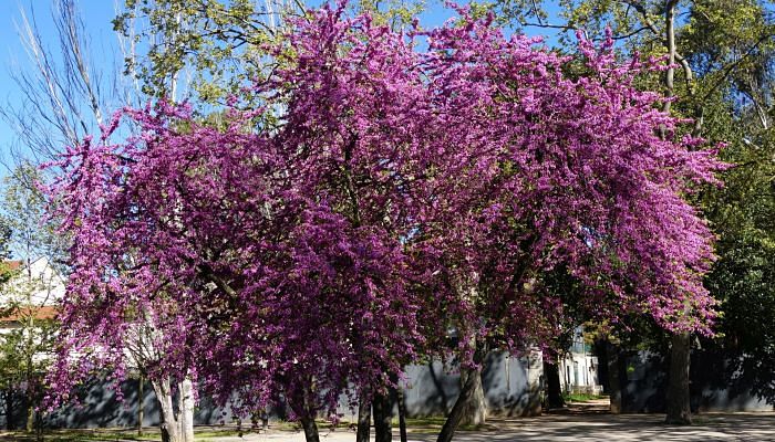 Árbol Del Amor. Origen, Descripción, Variedades, Tipos, Cultivos Y Cuidados