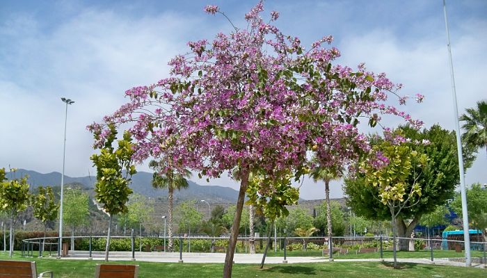 Árbol Orquídea. Origen, Descripción, Cultivo, Cuidados, Propiedades.