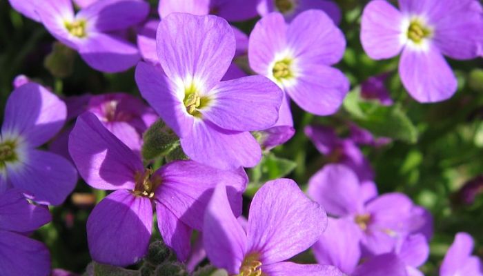 Aubrieta. Origen, Descripción, Cultivo, Cuidados, Propiedades